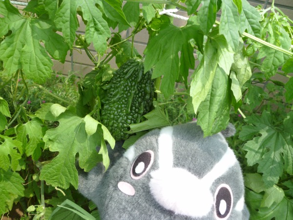 ゴーヤ