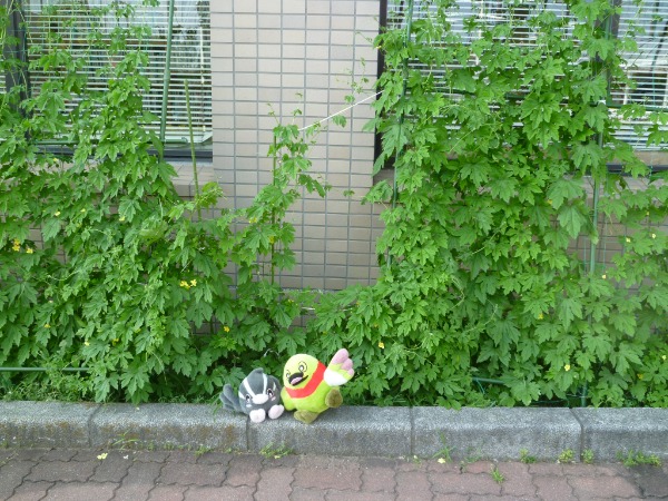 ゴーヤ